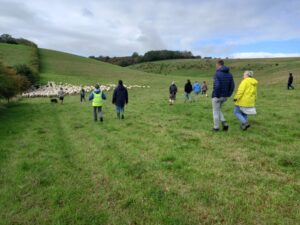 People walking on a sheep field in Sussex