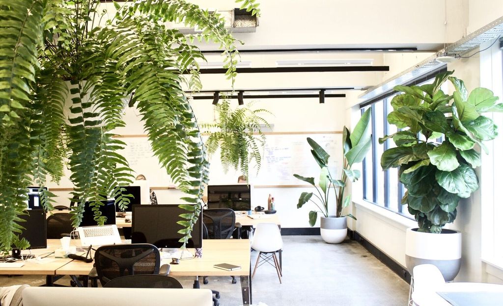 Desks in an office with plant pots